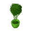 Olive Tree