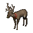 Reindeer