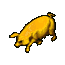 Lucky Pig